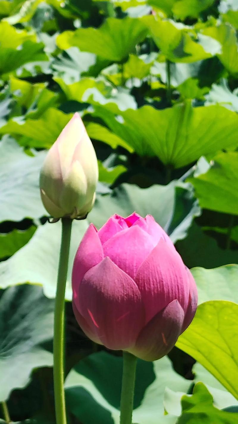 粉荷花的花语有何特别之处？粉荷花代表了什么？
