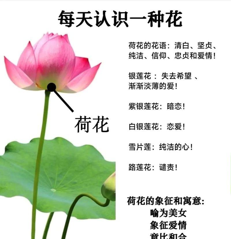 粉荷花的花语有何特别之处？粉荷花代表了什么？