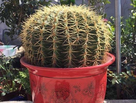 瓷花盆养仙人球的利弊有哪些？