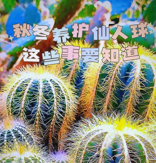 瓷花盆养仙人球的利弊有哪些？