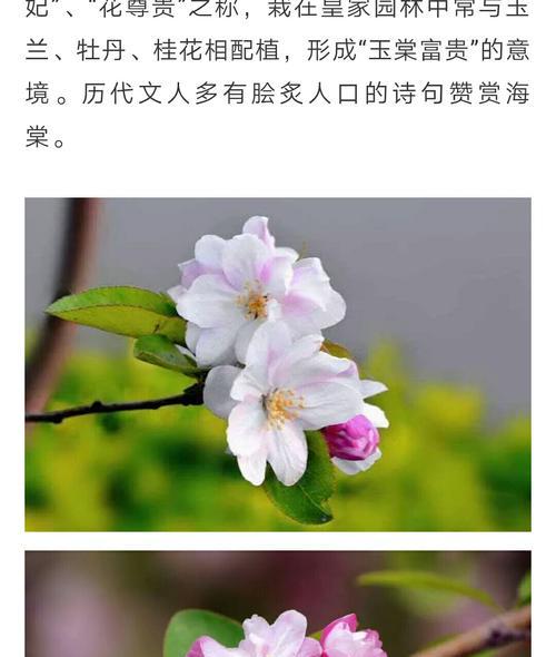 牡丹花老爷子的养护和管理技巧有哪些？