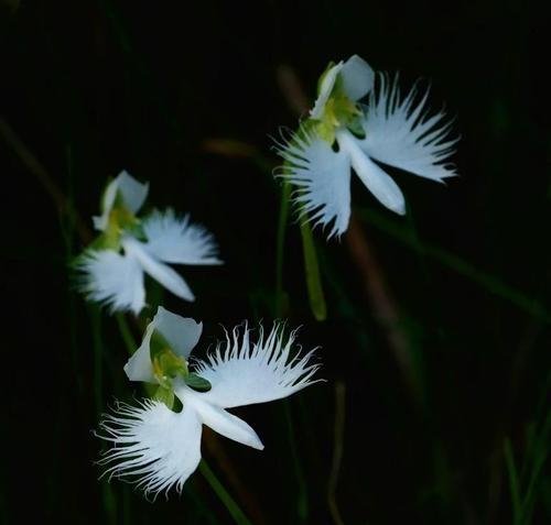 白鹭花的寓意和花语有何含义？