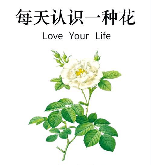 祁煜适合种植哪些玫瑰花品种？如何选择适合的玫瑰花品种？