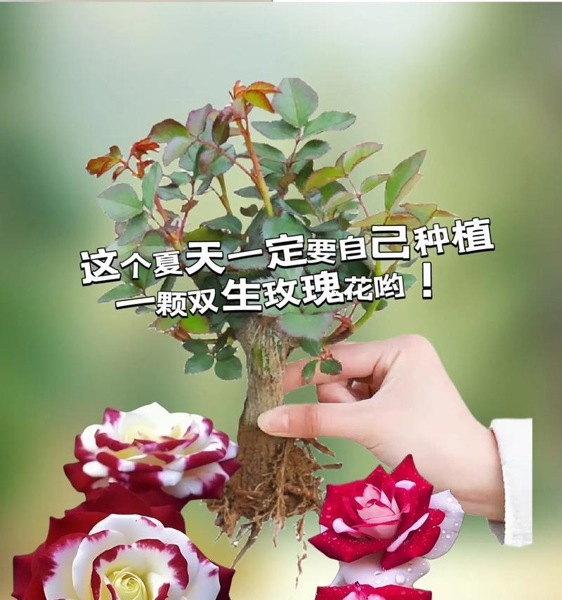 祁煜适合种植哪些玫瑰花品种？如何选择适合的玫瑰花品种？