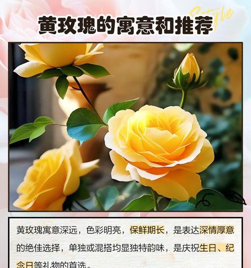 今天收到的玫瑰花语代表什么？花语含义有哪些？