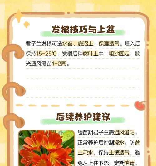 君子兰叶子晒黄后的补救措施有哪些？