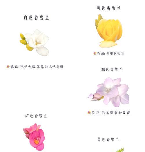 指路兰花语代表了什么？指路兰象征着什么？