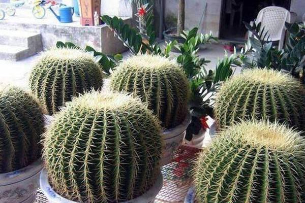 仙人球是否需要带土？水培仙人球的正确方法是什么？
