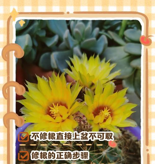 仙人球是否需要带土？水培仙人球的正确方法是什么？