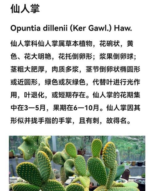 金手指仙人掌的养殖要点是什么？如何处理常见问题？