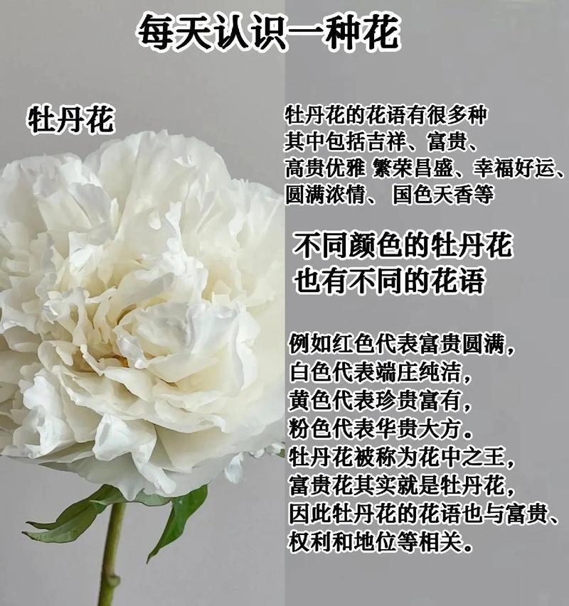 牡丹花新芽的养护和管理要点是什么？如何促进其健康成长？