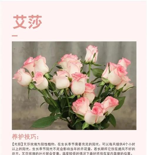 月季花语有哪些含义？月季代表什么？