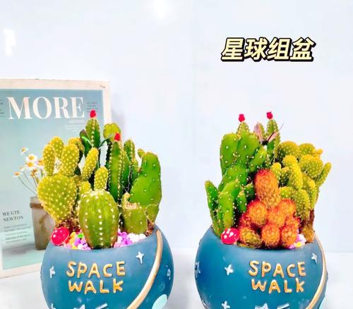 各种鱼仙人球的养殖方法是什么？