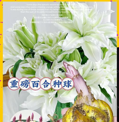 爱情be的花语有何特别之处？如何用花语表达爱情？