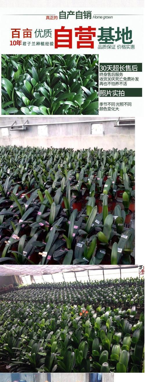 君子兰自制杀菌生根肥料怎么制作？步骤和材料是什么？