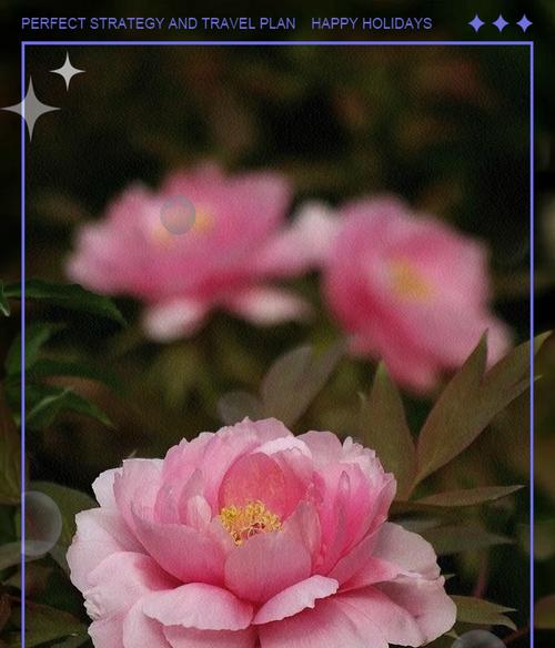 牡丹花三枝九顶的养护方法是什么？如何达到最佳观赏效果？