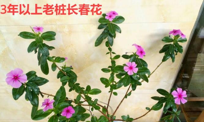 春天三月晒太阳时的花语有何寓意？