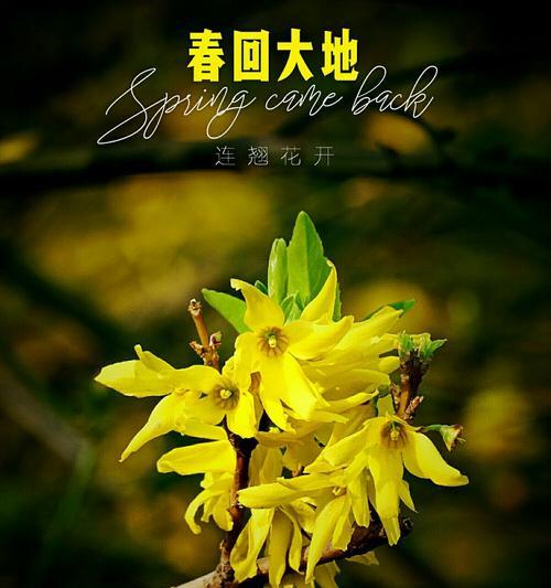 春天三月晒太阳时的花语有何寓意？