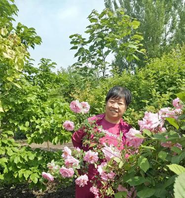 牡丹花黑龙井的特殊养护方法是什么？如何确保其健康生长？