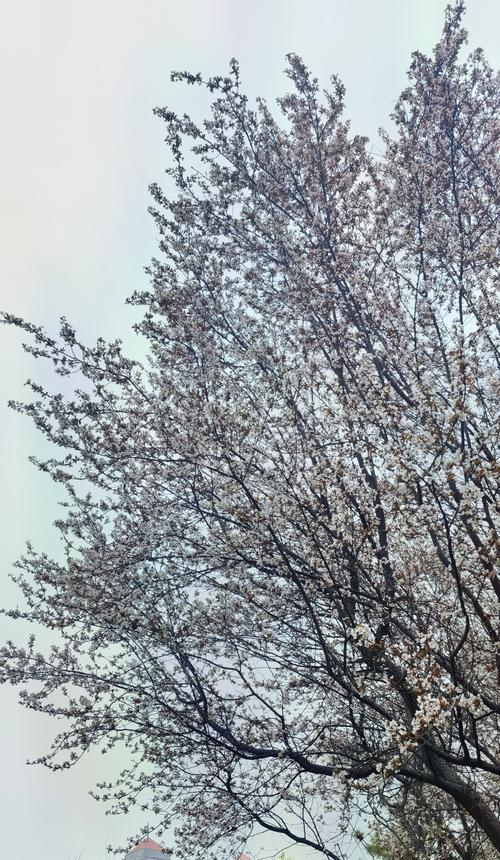 春天三月晒太阳时的花语有何寓意？