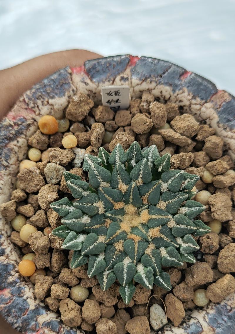 照姬丸仙人球怎样才能提前开花？