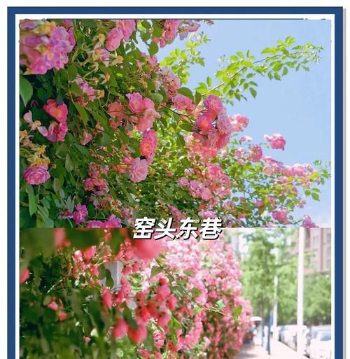 牡丹花的花期是什么时候？如何延长花期？