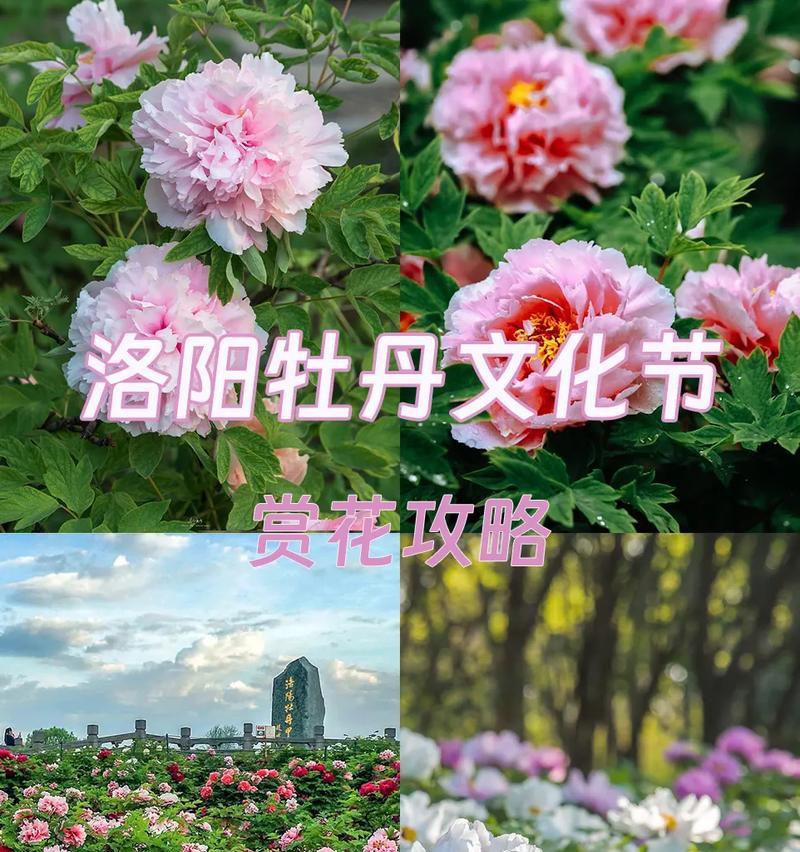 牡丹花的花期是什么时候？如何延长花期？
