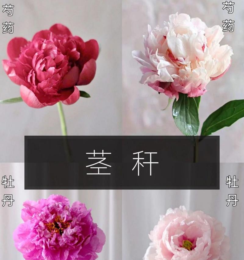 牡丹花的花期是什么时候？如何延长花期？