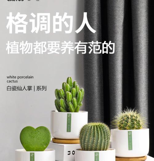 迷你仙人掌的养护要点是什么？如何养好小植物？