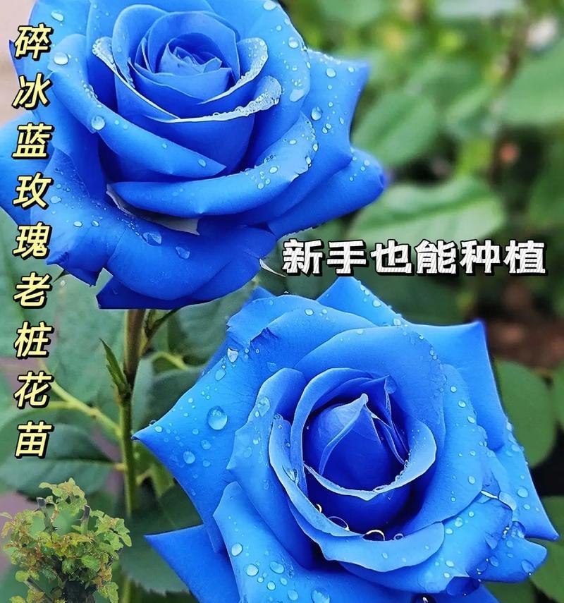 搜索蓝色妖姬花语是什么？蓝色妖姬代表了哪些情感？