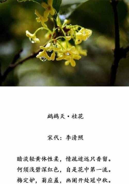 很多美好的花语是什么？哪些花语代表美好？