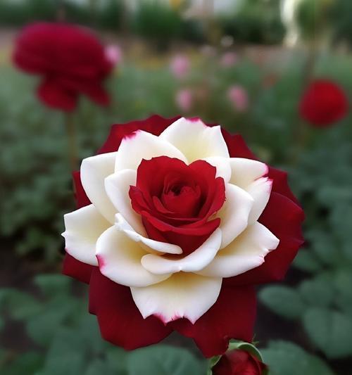哪种玫瑰花品种最贵？贵重玫瑰花的特点是什么？