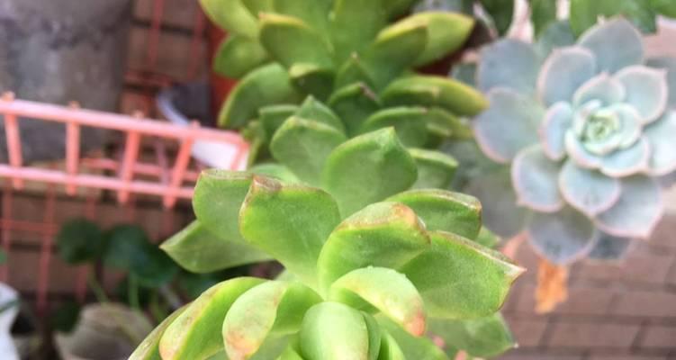 牡丹花水培失败后如何挽救？