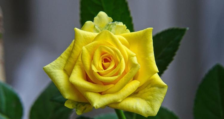 送最爱的玫瑰花代表了哪些情感？
