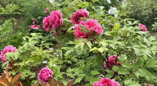 牡丹花发芽后如何管理才能顺利开花？需要采取哪些措施？
