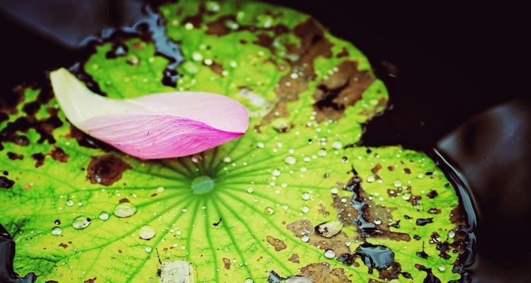 绿头葵花语代表什么？这种花有什么特别含义？