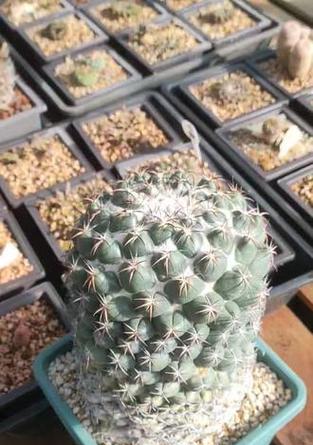 象牙雪顶仙人球的养护方法是什么？