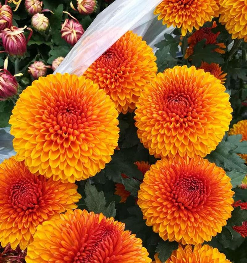 乒乓菊作为礼物的花语是什么？