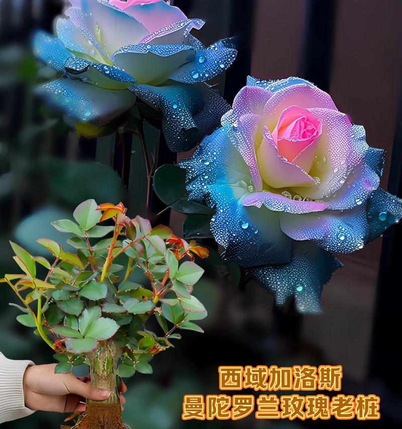 曼陀罗玫瑰花种植方法是什么？如何确保成活率？