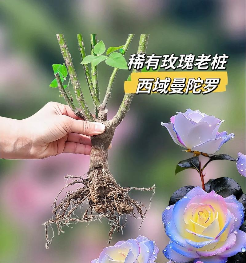 曼陀罗玫瑰花种植方法是什么？如何确保成活率？