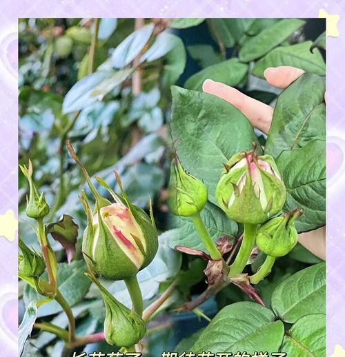 曼陀罗玫瑰花种植方法是什么？如何确保成活率？