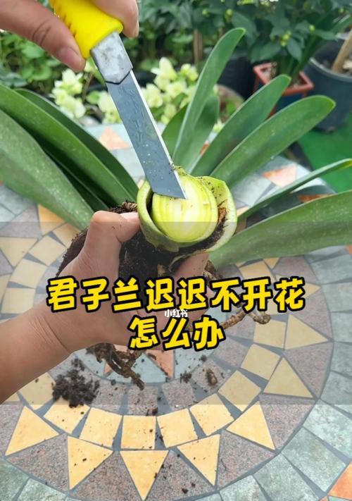 君子兰开花周期是多久？如何促进开花？
