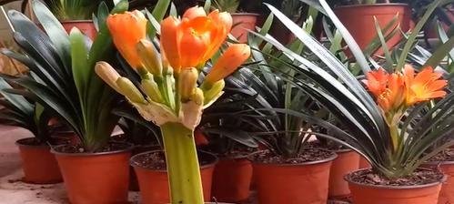 君子兰开花周期是多久？如何促进开花？