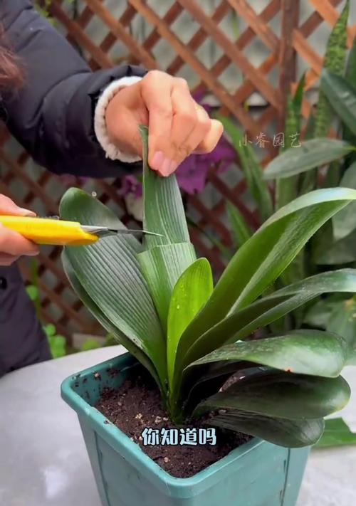 君子兰开花周期是多久？如何促进开花？