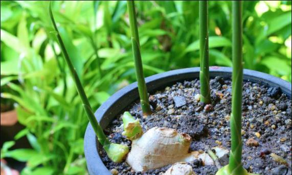 大地瓜老弟仙人掌的种植技巧有哪些？