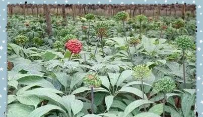 大地瓜老弟仙人掌的种植技巧有哪些？
