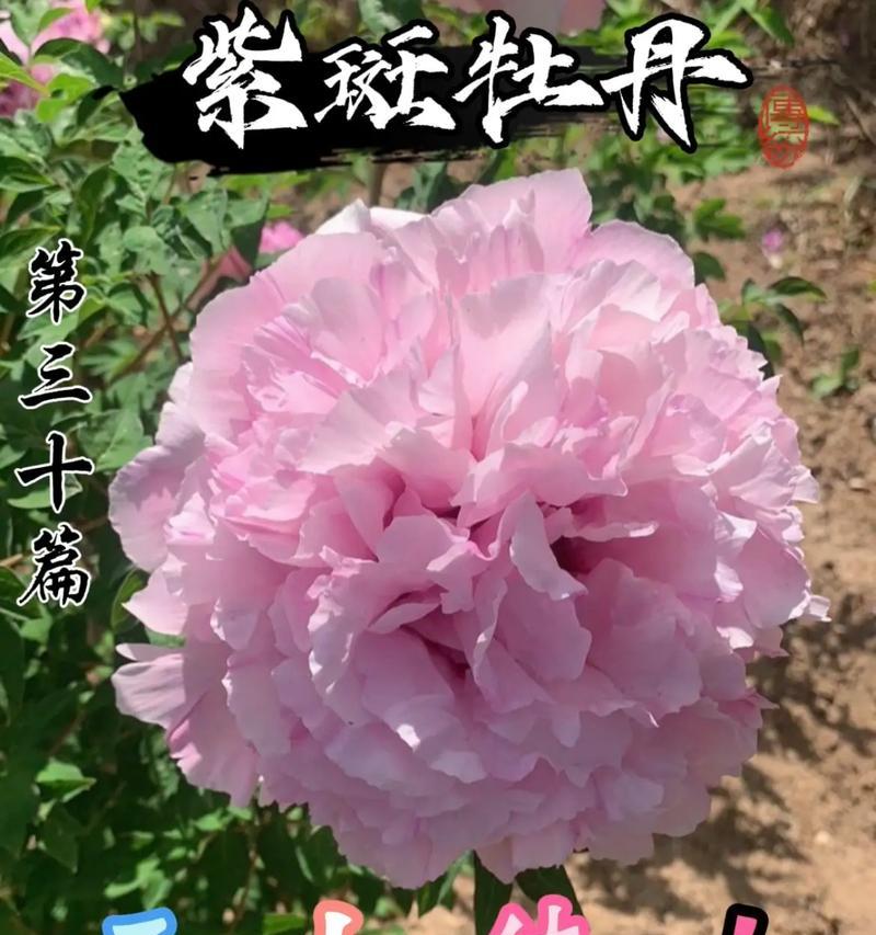 牡丹花拟人句有哪些？如何形容牡丹花？