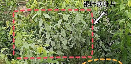 玫瑰花绿芽期应该使用哪种药物？如何正确使用药物促进玫瑰花绿芽生长？