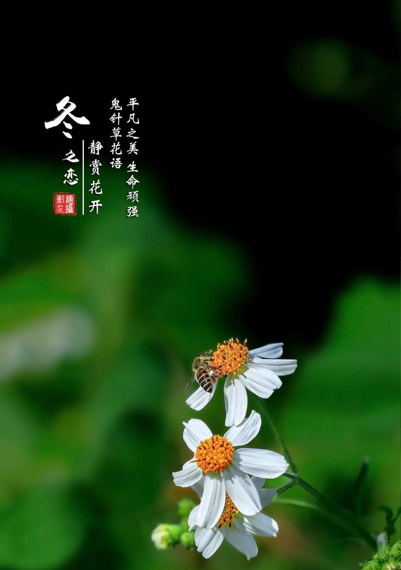 顽强生长的植物有哪些花语？它们象征着什么？