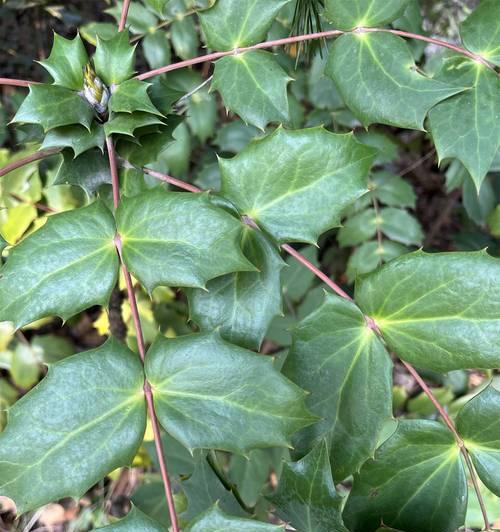 顽强生长的植物有哪些花语？它们象征着什么？